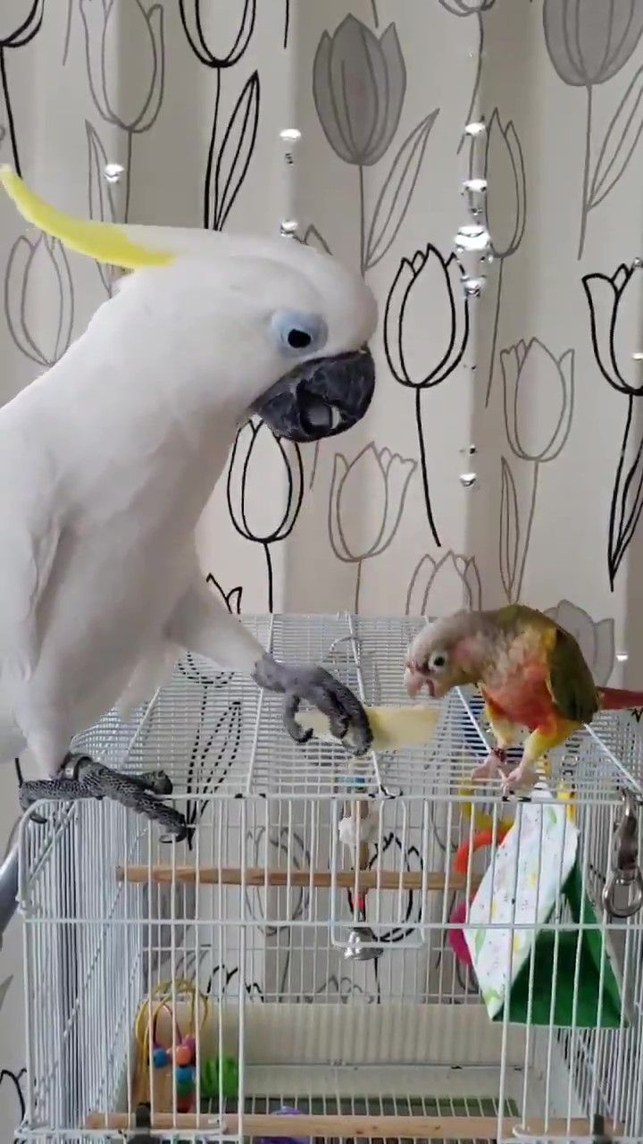 鳥　食べる