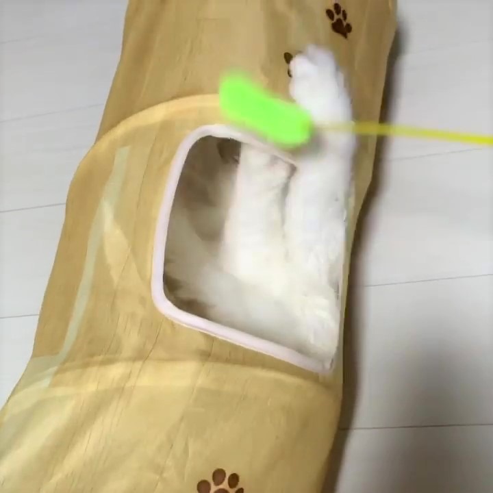 猫　トンネル