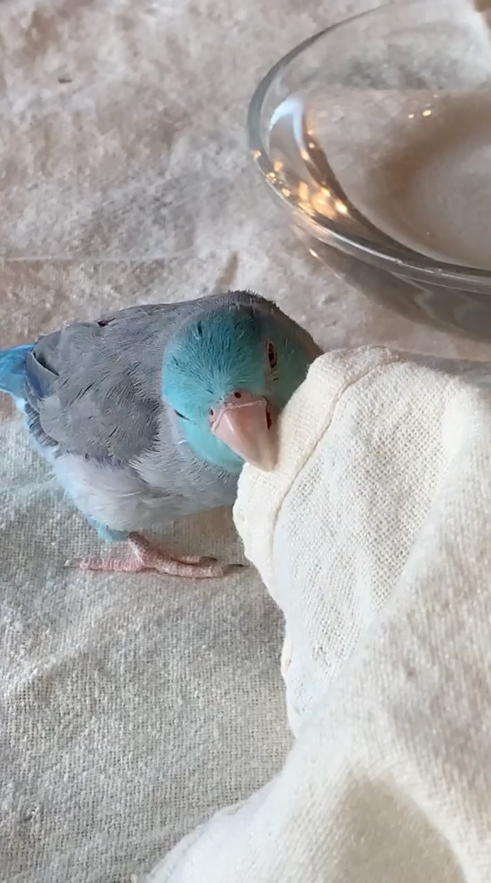 鳥　噛む