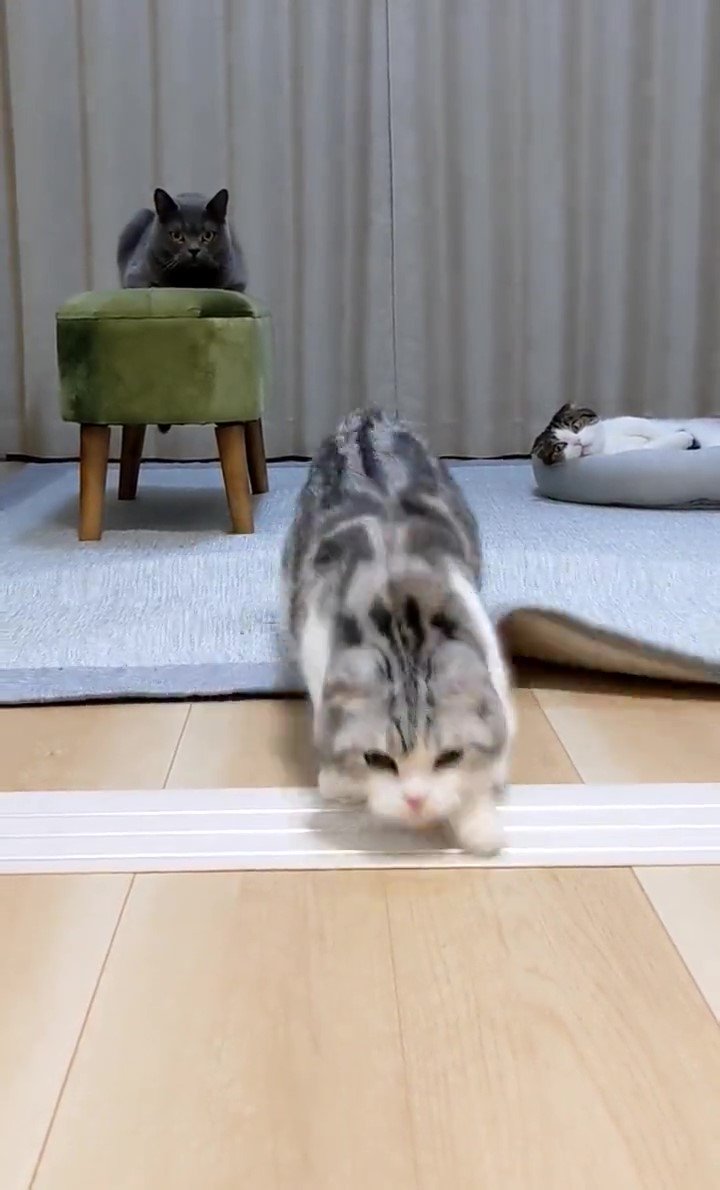 猫　遊ぶ
