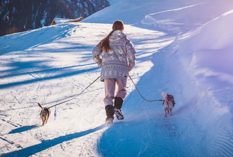 【犬も寒がり？】冬の散歩で気を付ける5つのこと！
