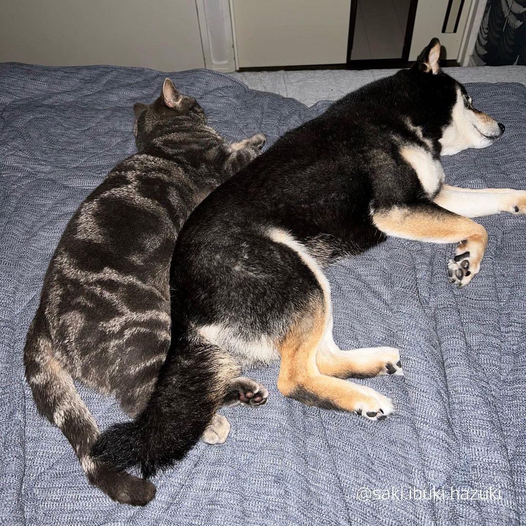 犬と猫　添い寝