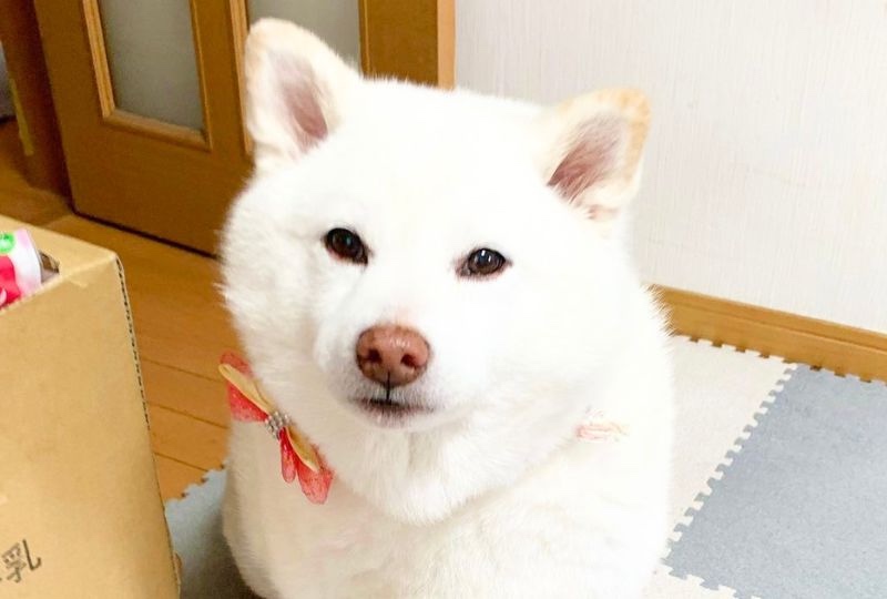 分かりやすい"おねだり"にキュン♡ウルウルお目目で訴える柴犬さんが可愛らしい！