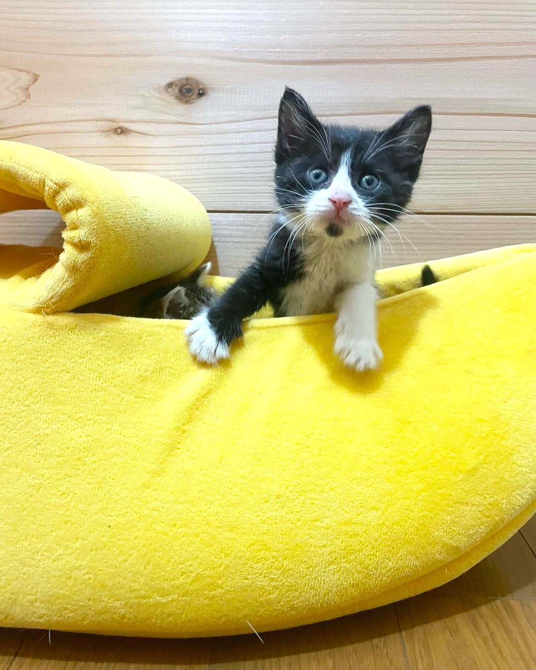 猫　バナナベッド