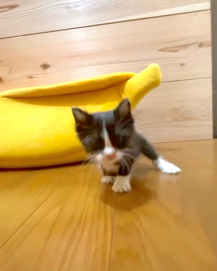 猫　バナナベッド
