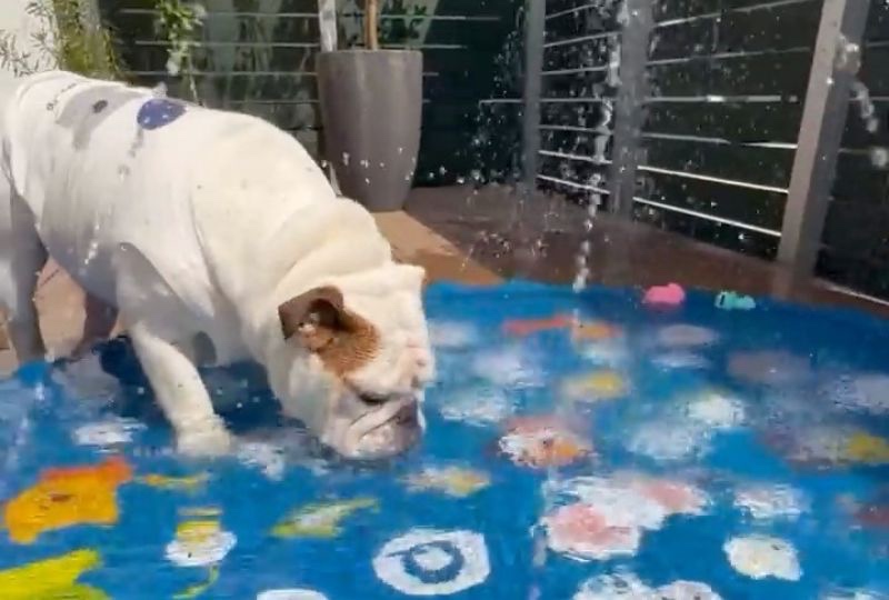 見てるだけで涼し～い♪お家の庭でプール遊びを満喫するブルドッグさんに癒される！