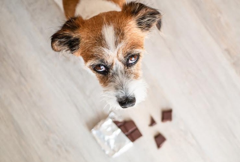 【獣医師監修】チョコレートが犬の健康に与える危険性と対処法をご紹介！【2023年版】