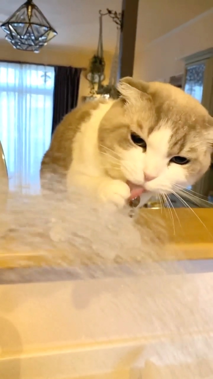 猫　水飲み