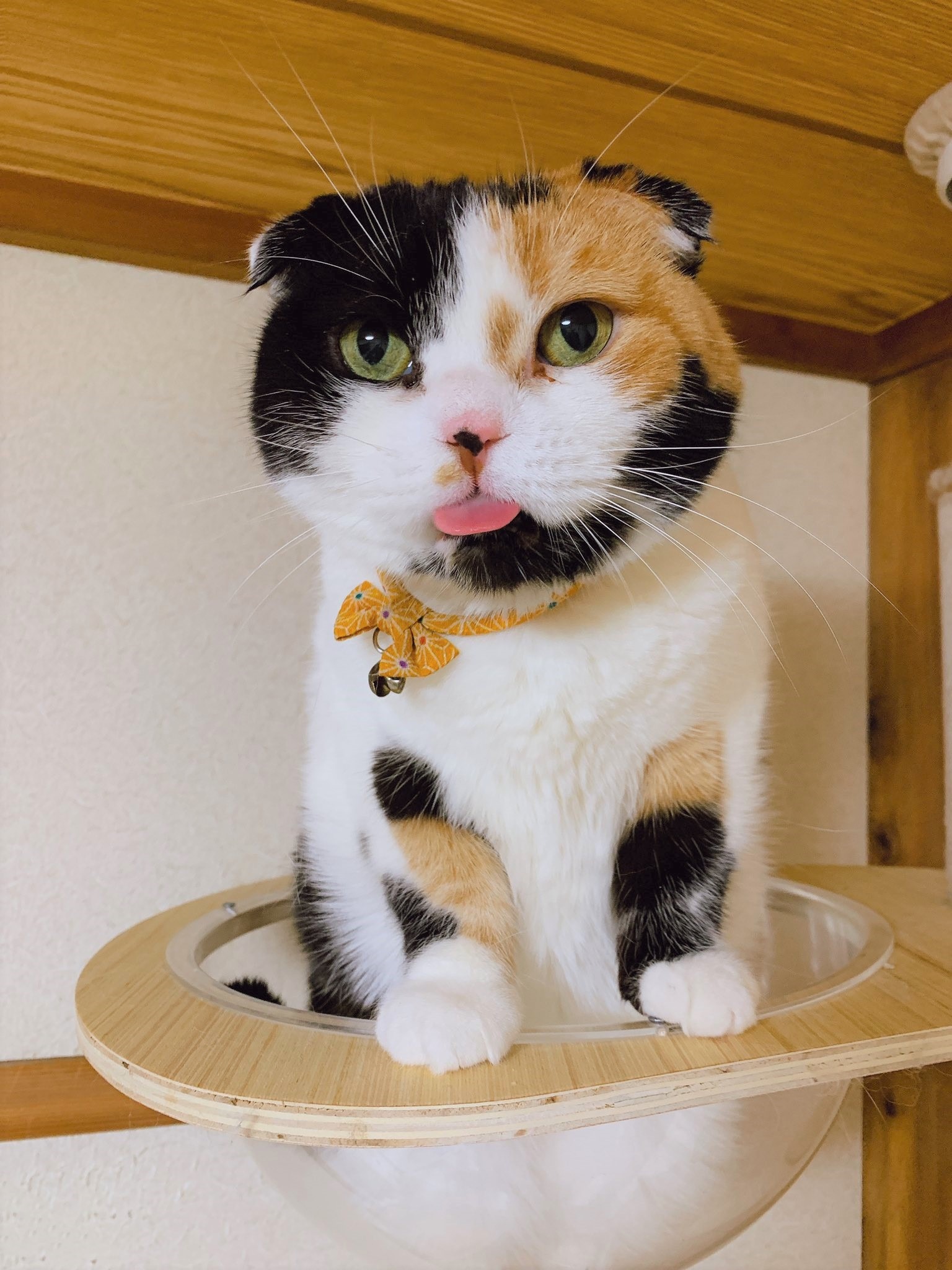 猫　舌