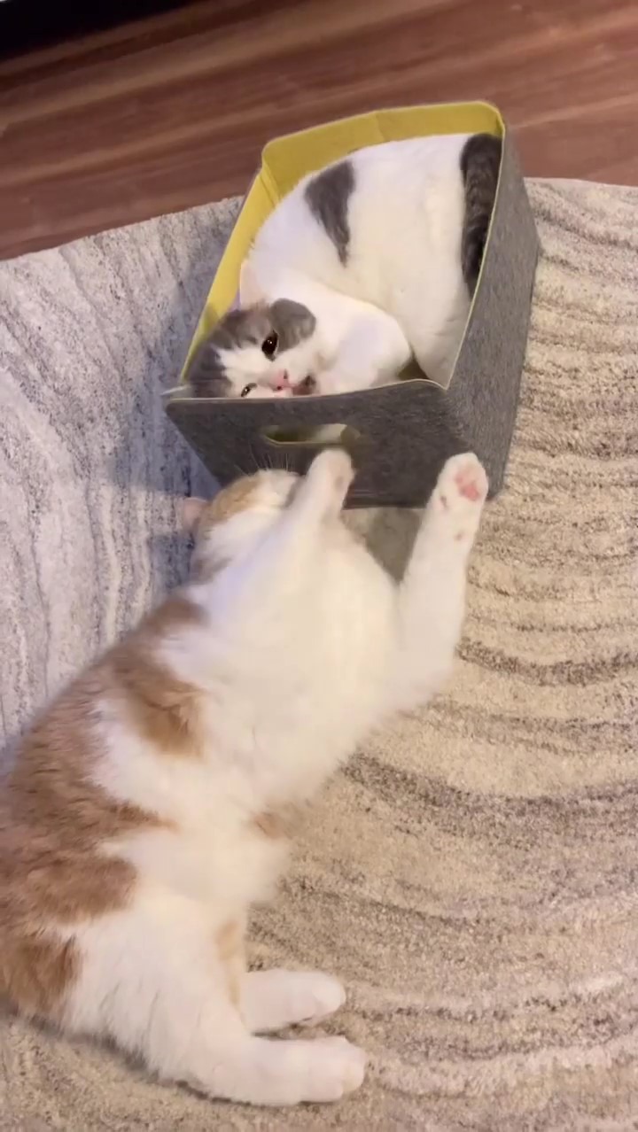 温かい箱を取り合う猫