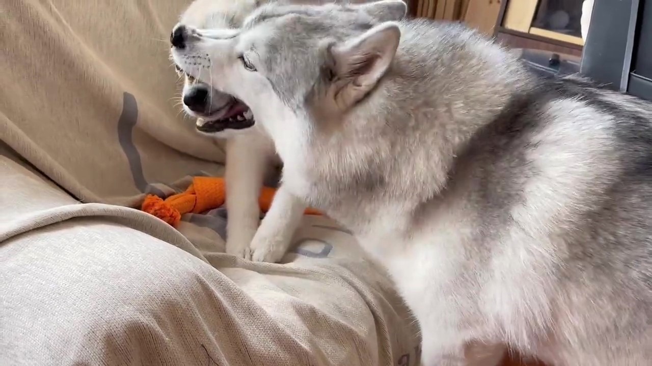 犬　噛む