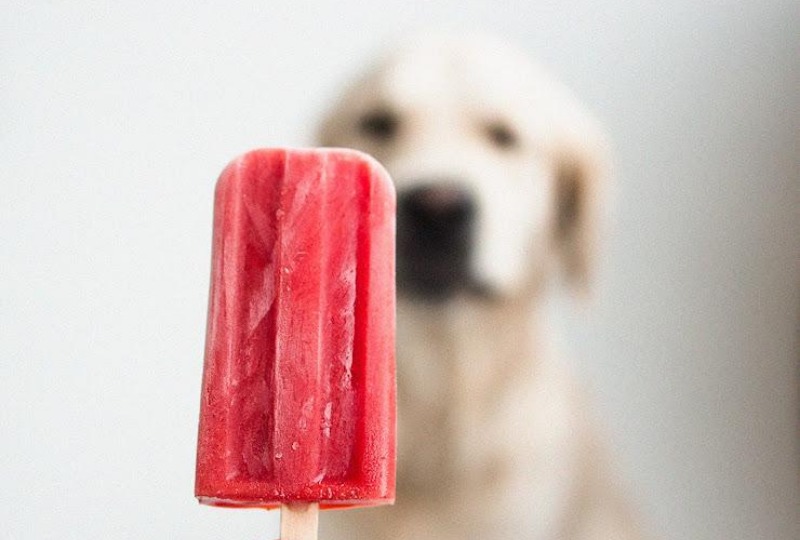 【獣医師監修】犬用アイスを手作りしよう！犬用アイスのレシピと注意点まとめ【2023年版】