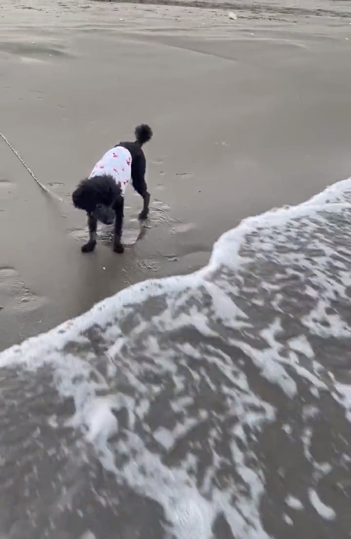 波を見つめる犬