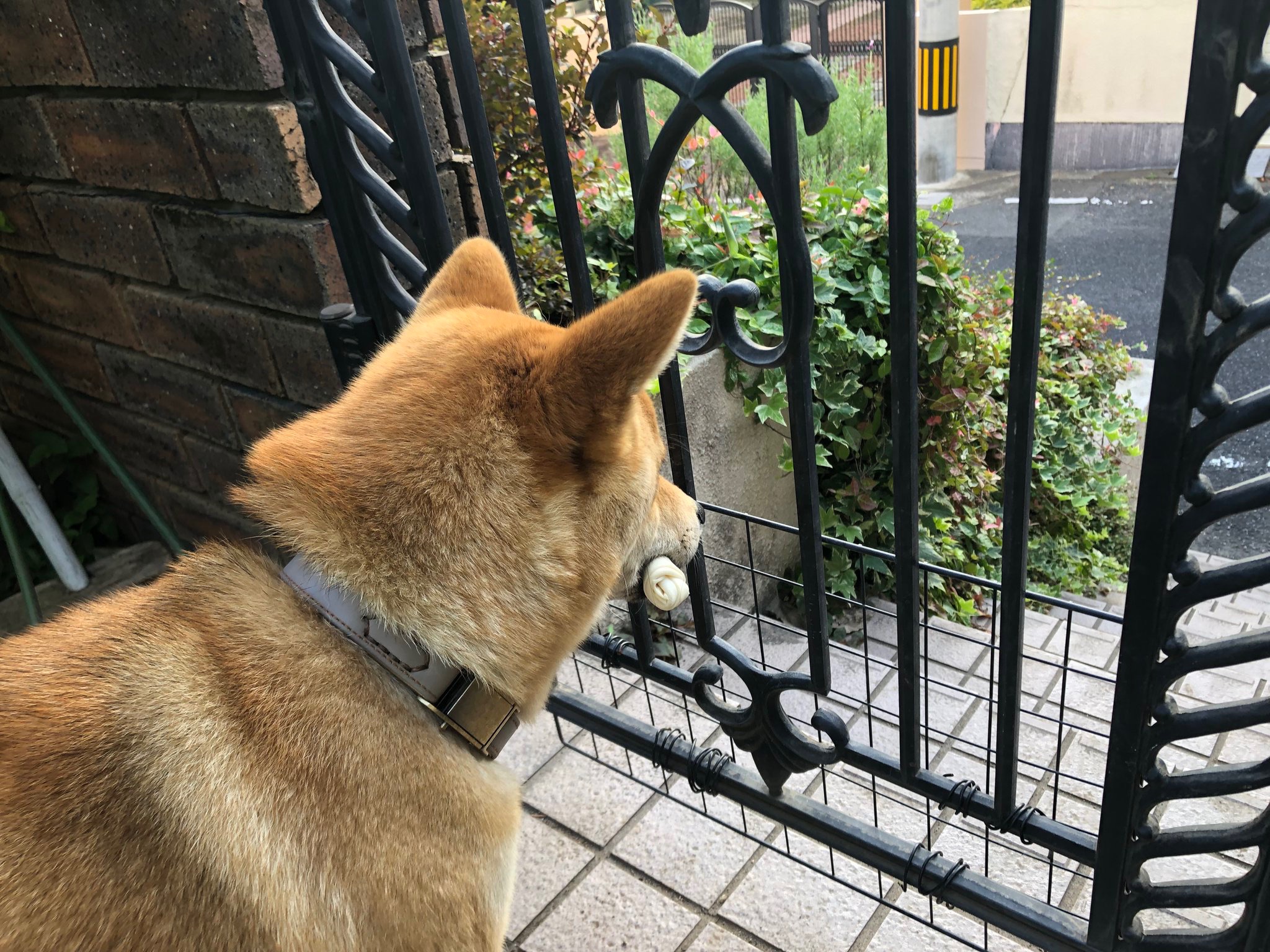 家の外を見つめる犬