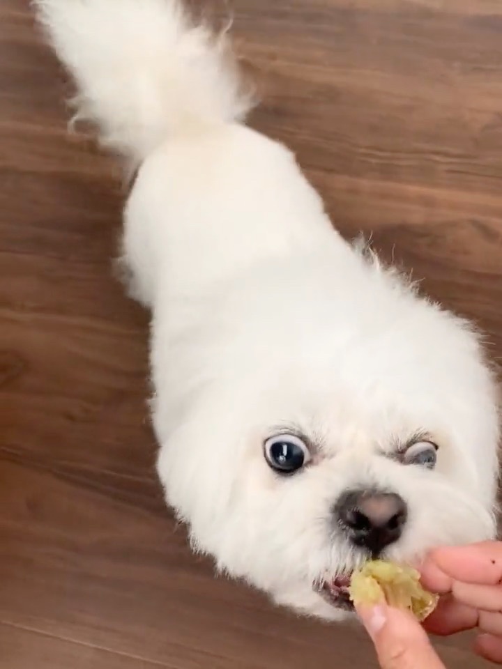 芋を食べる犬