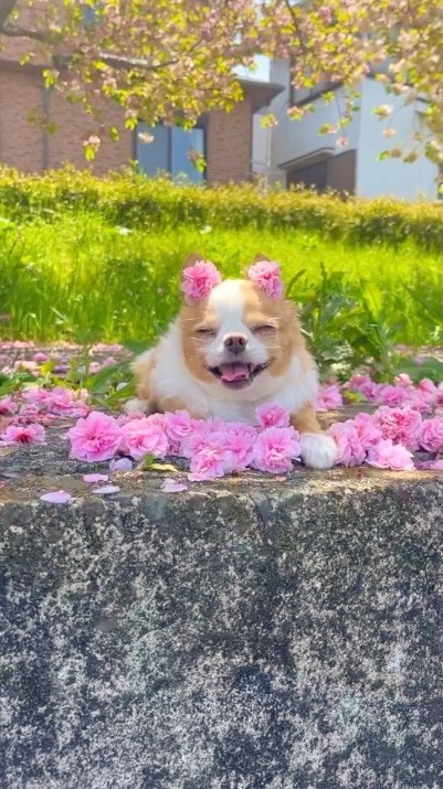 犬　お花に囲まれ　笑顔