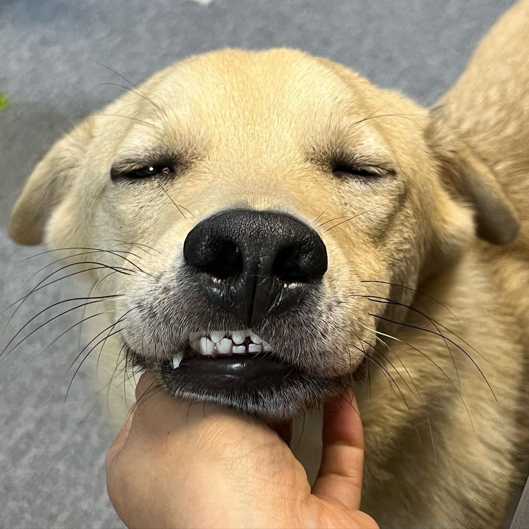 犬　笑顔