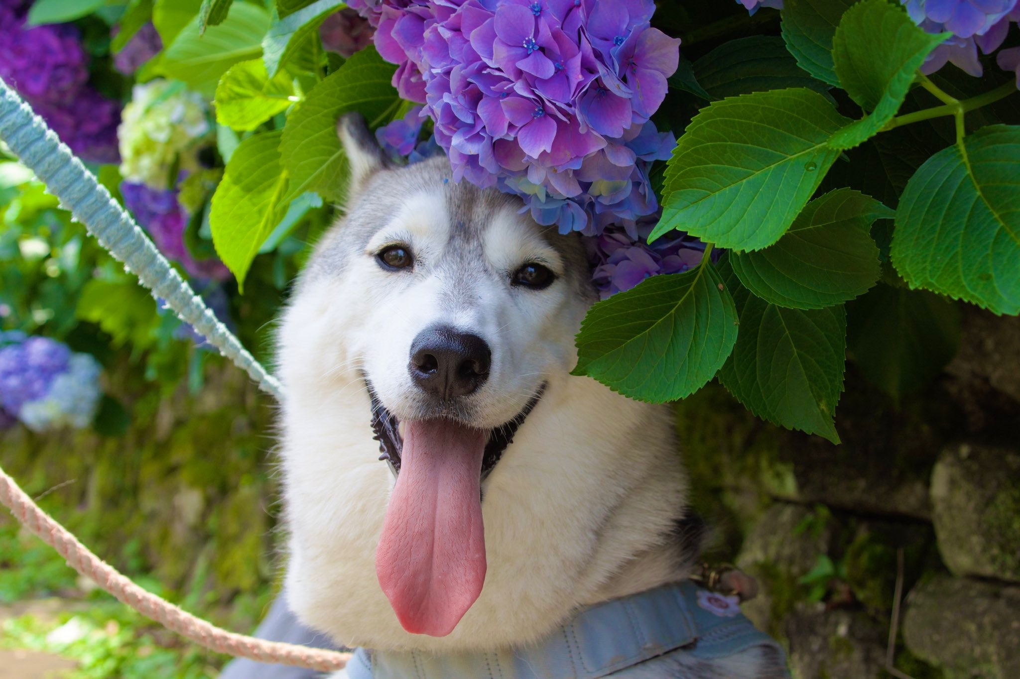 紫陽花に囲まれた犬