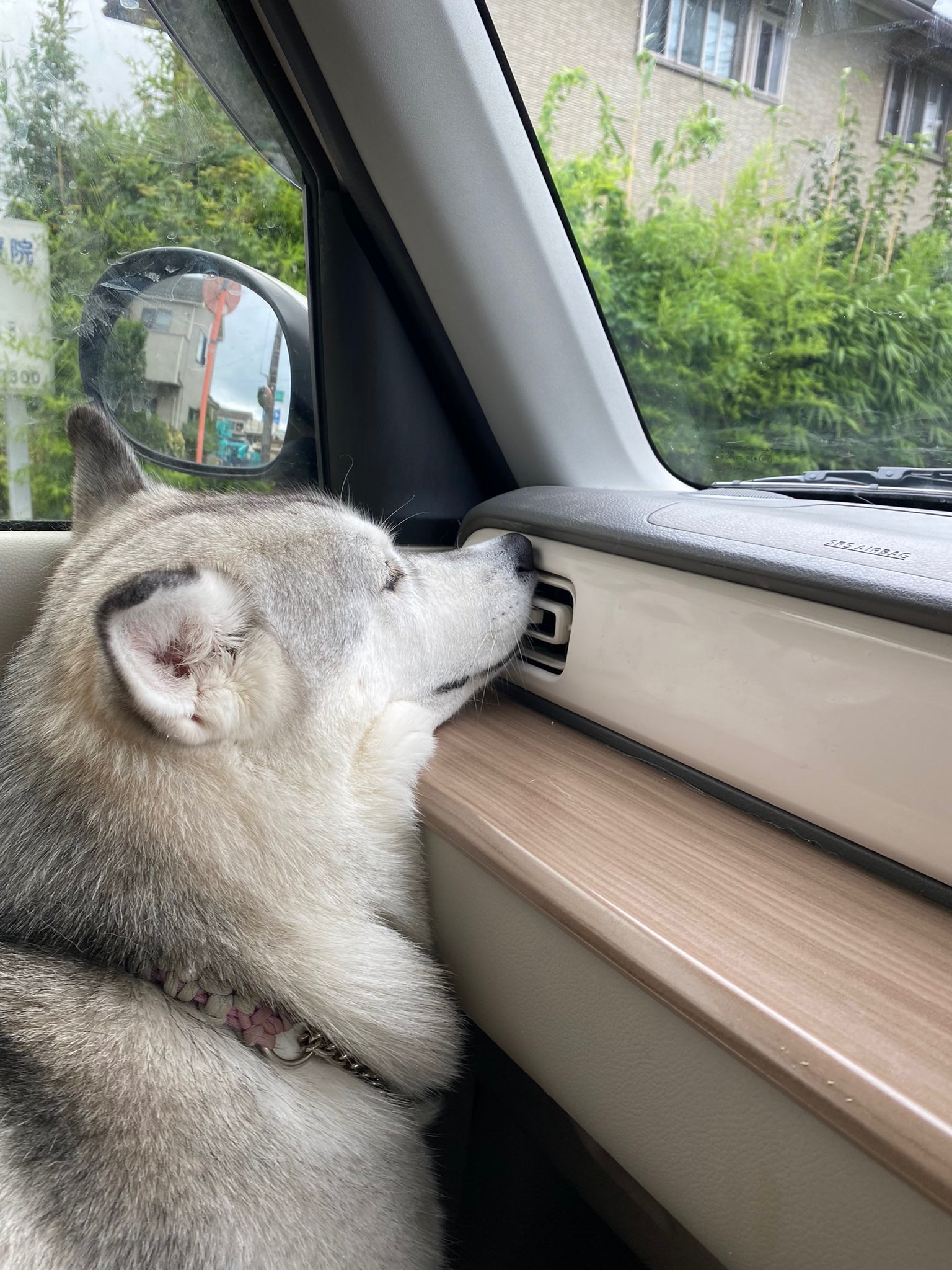 車のエアコンに鼻を付ける犬
