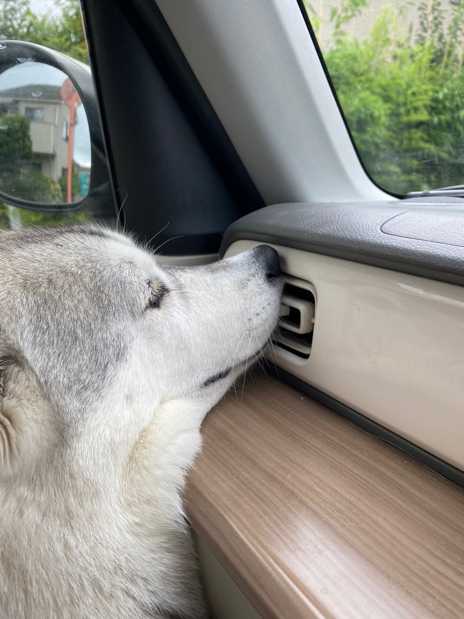 車のエアコンに鼻を付ける犬
