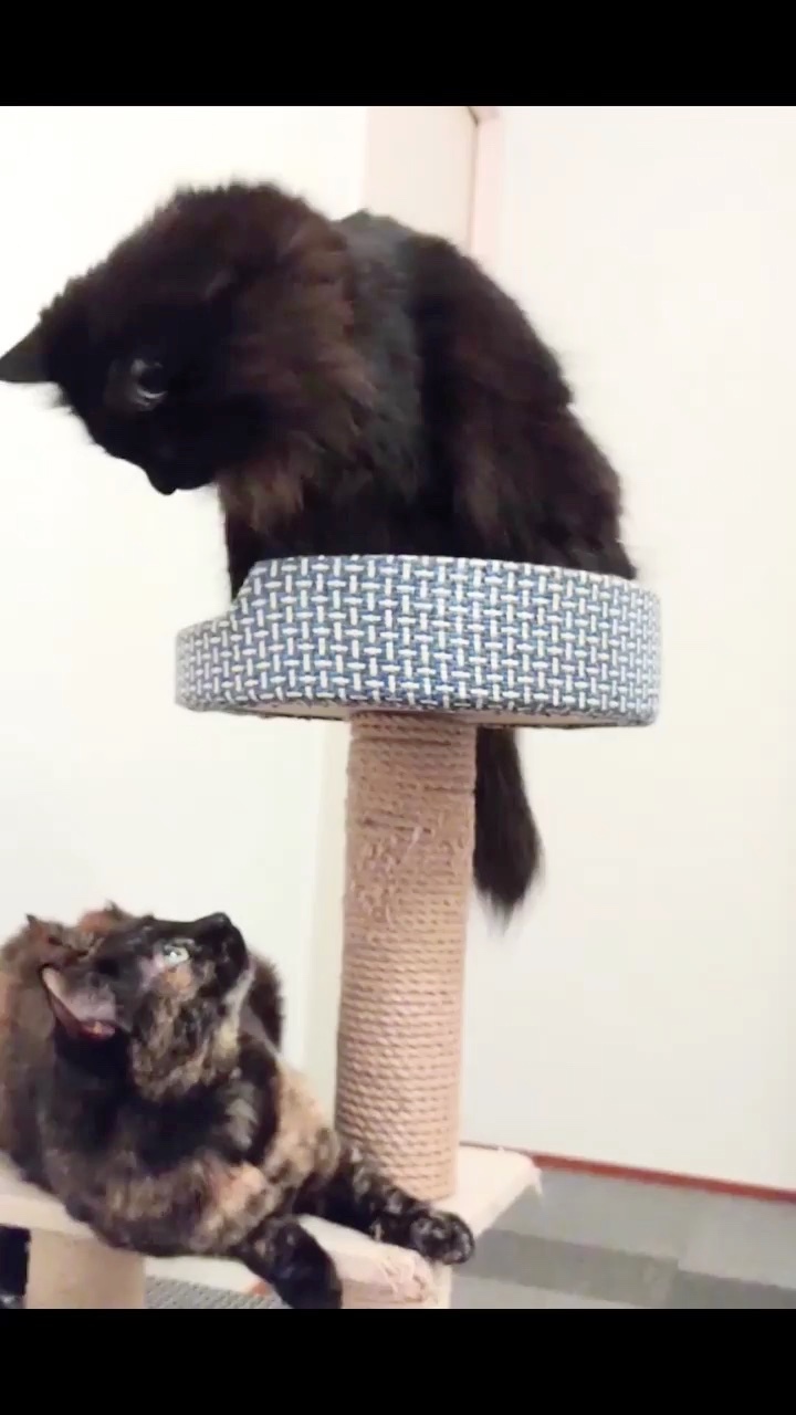 猫　キャットタワー