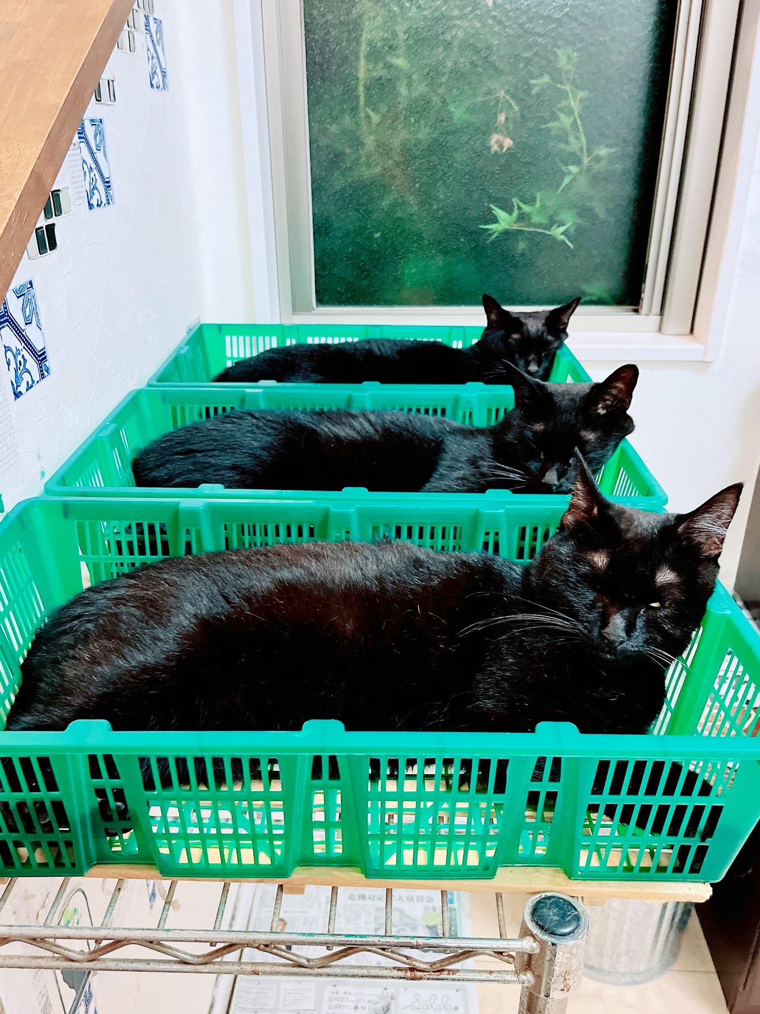 籠に入っている猫たち