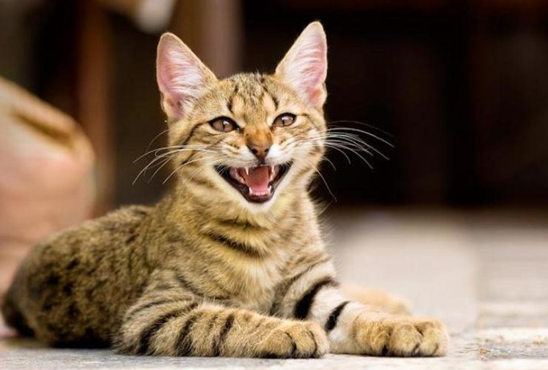 【獣医師監修】猫が鳴く仕草をする「サイレントニャー」とは？理由を詳しく解説【2023年版】