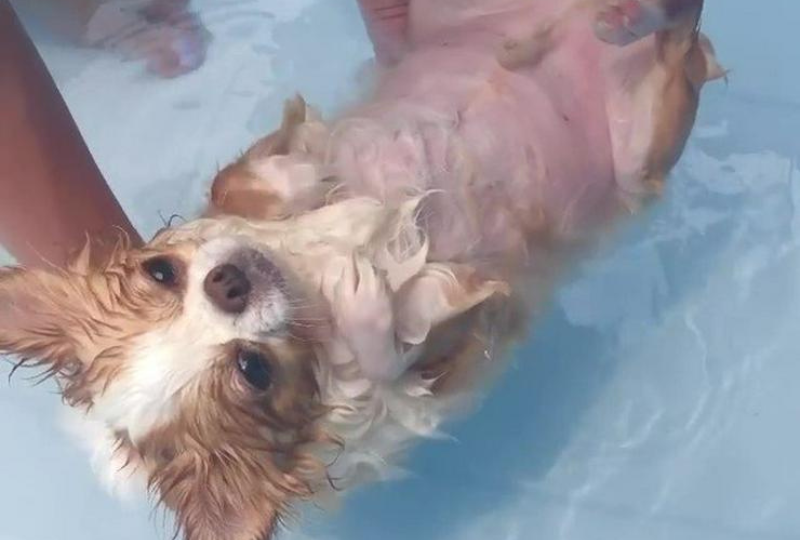 あ～気持ちイイ…プールで遊ぶ、犬のタラオくんのボディが魅力的！【動画】