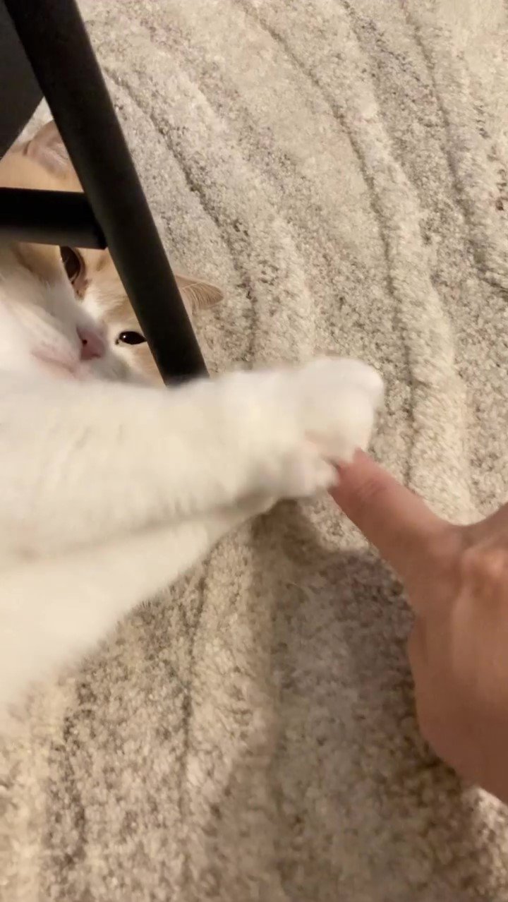飼い主さんの手を優しく包む猫