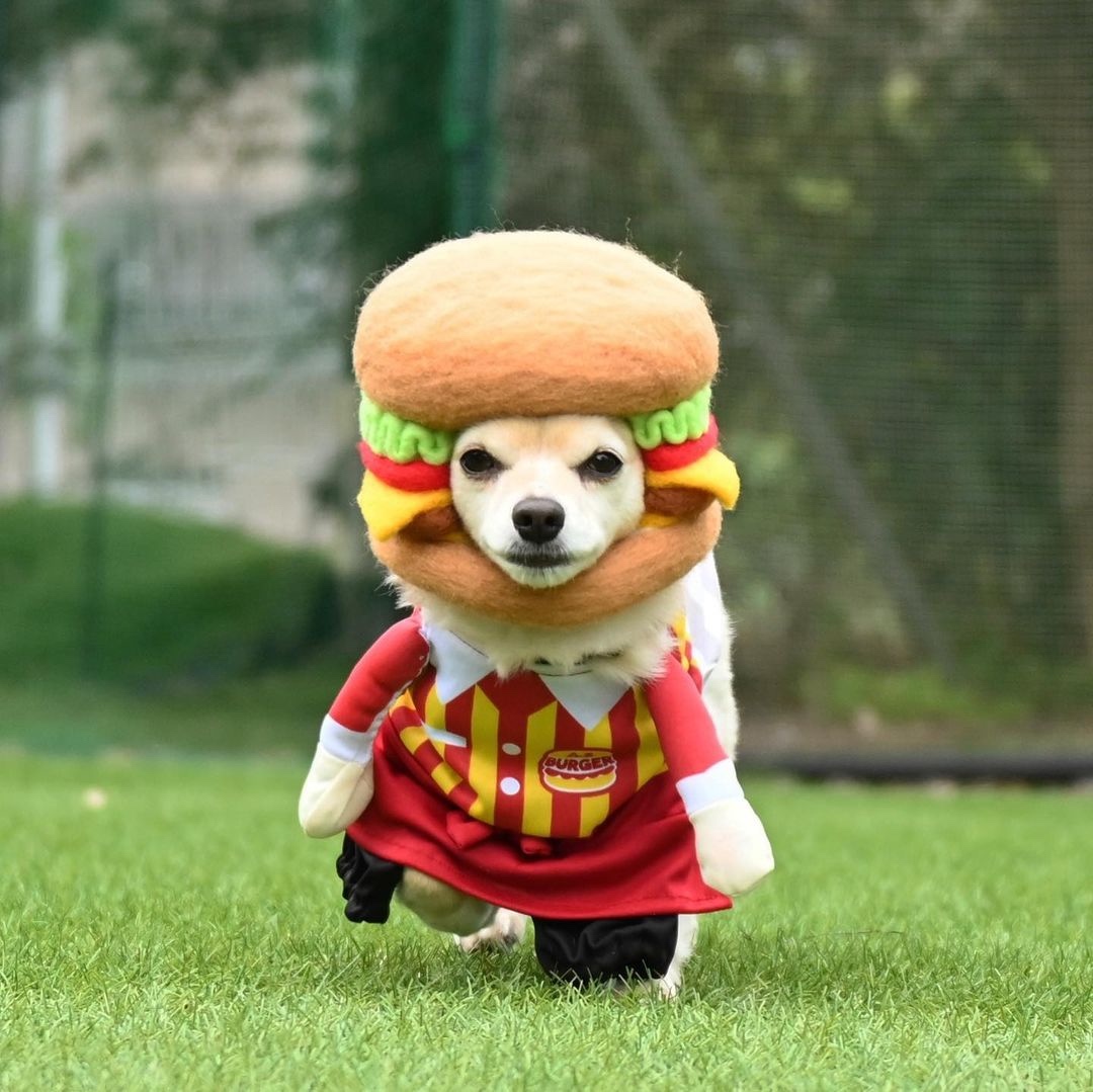 犬　ハンバーガー