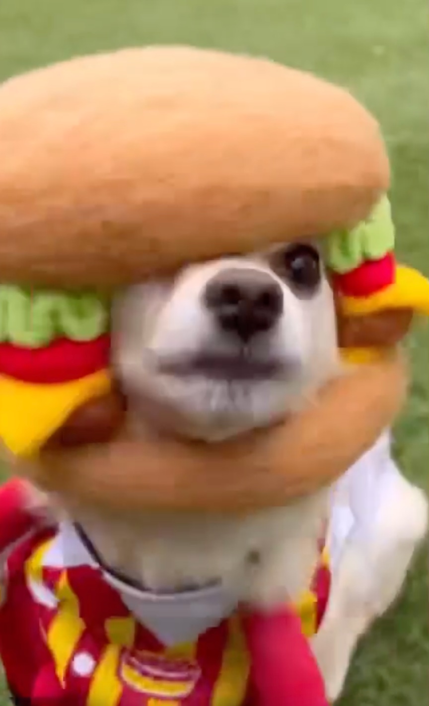 犬　ハンバーガー