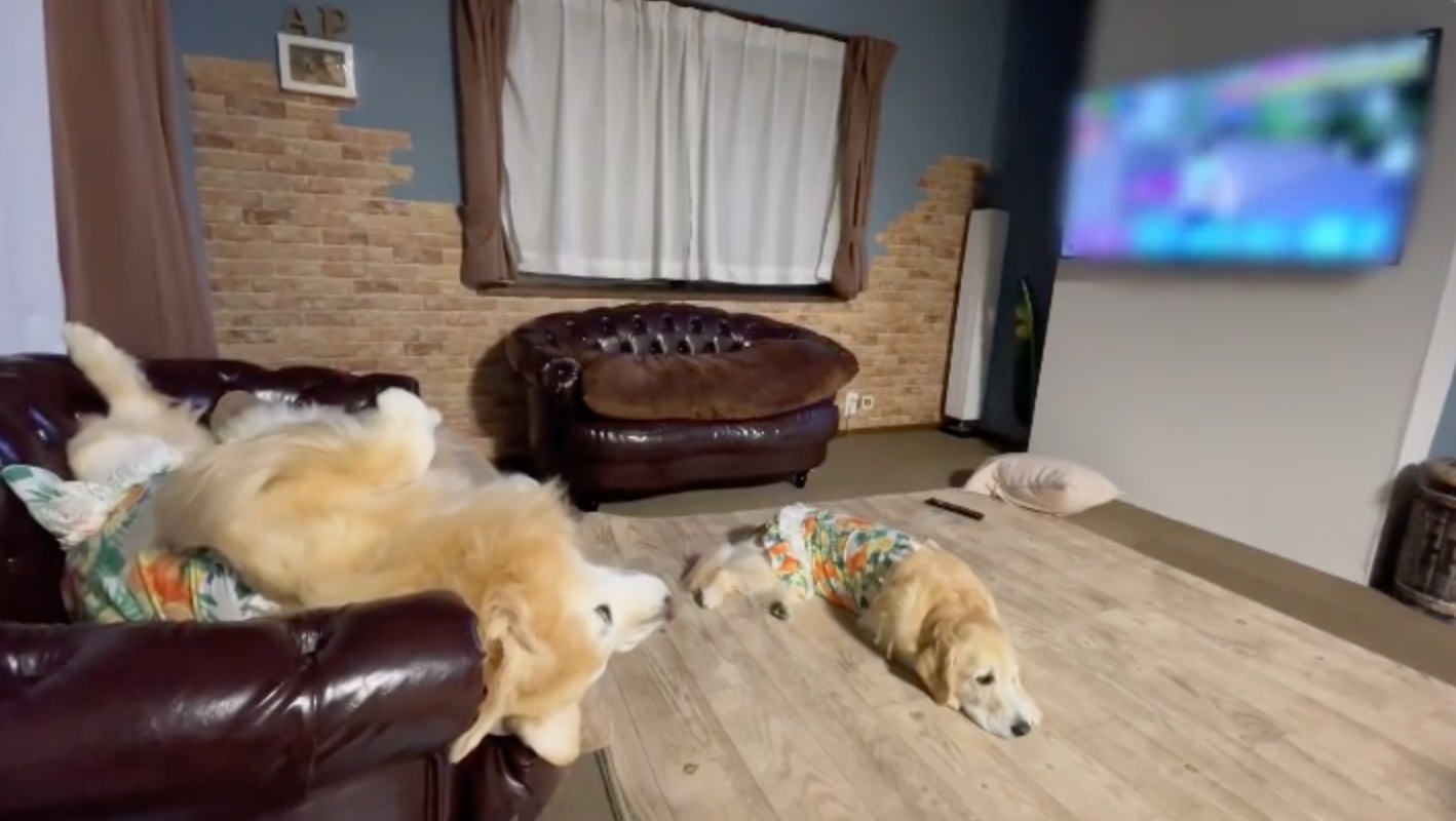 犬　テレビを見る