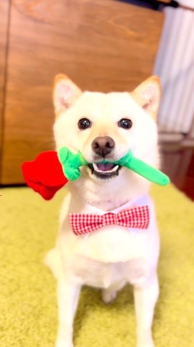 犬　白柴　薔薇を奪って笑顔