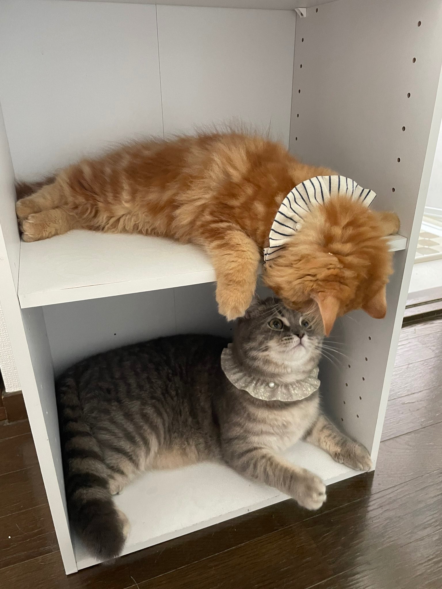 棚で遊ぶ猫たち