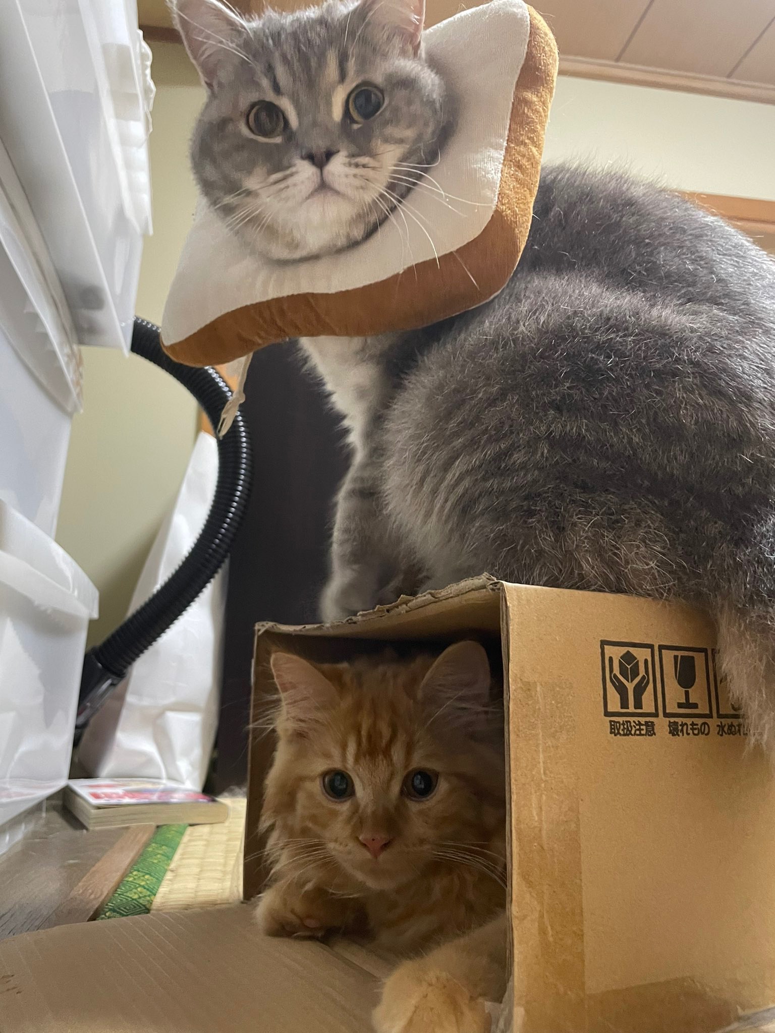 箱で遊ぶ猫たち