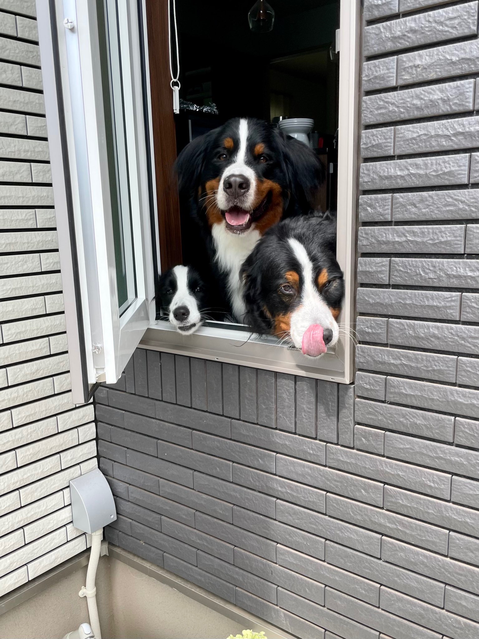 窓から顔を出す犬たち