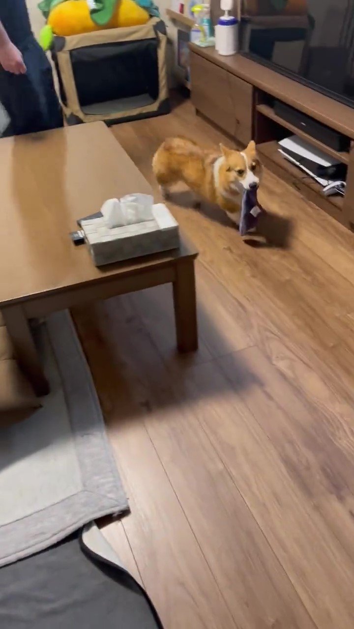 犬　遊ぶ