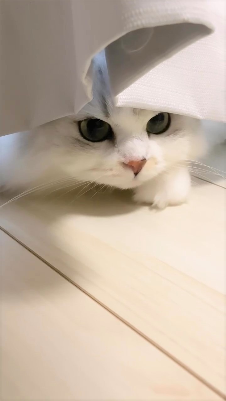猫　カーテン