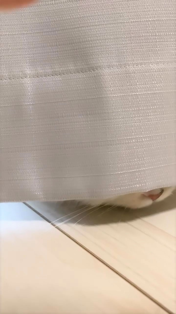 猫　カーテン