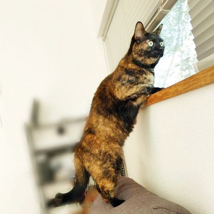 猫　窓の外見ている