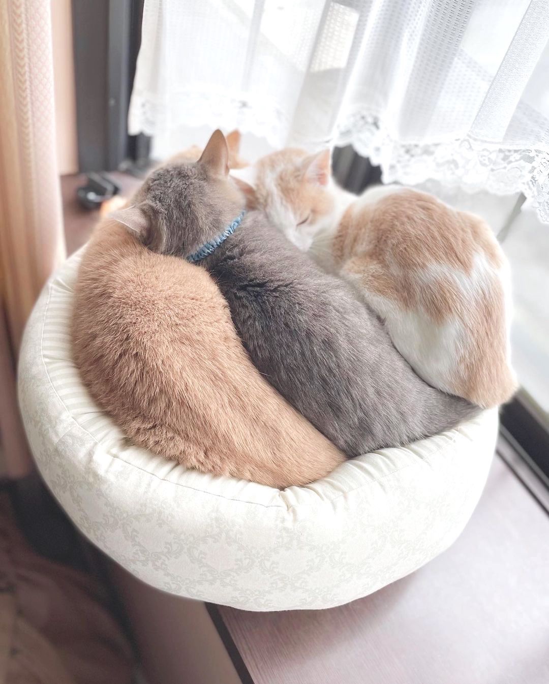 猫　三匹猫団子