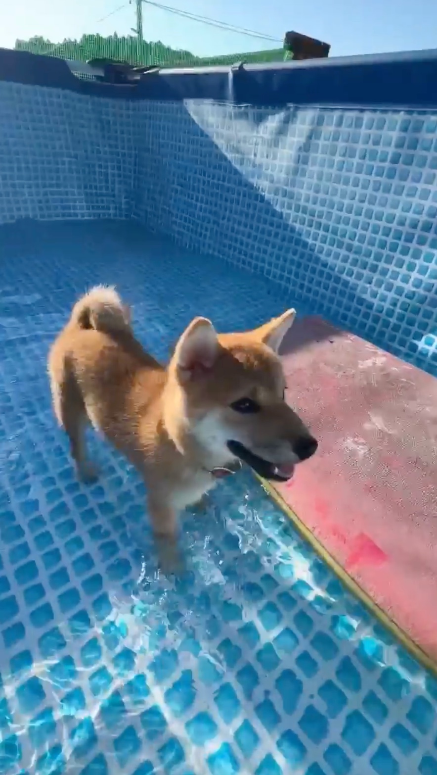 犬　水遊び