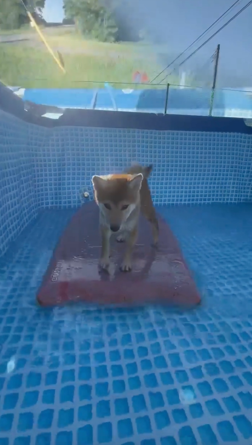 犬　サーフィン