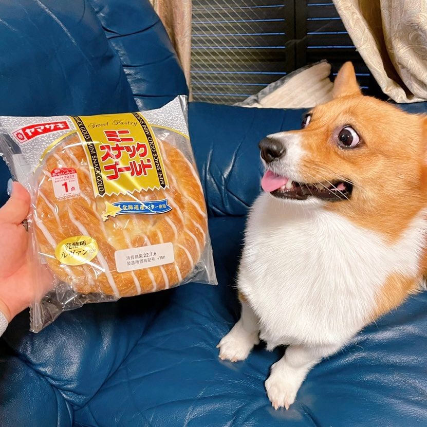 パンを見て驚く犬