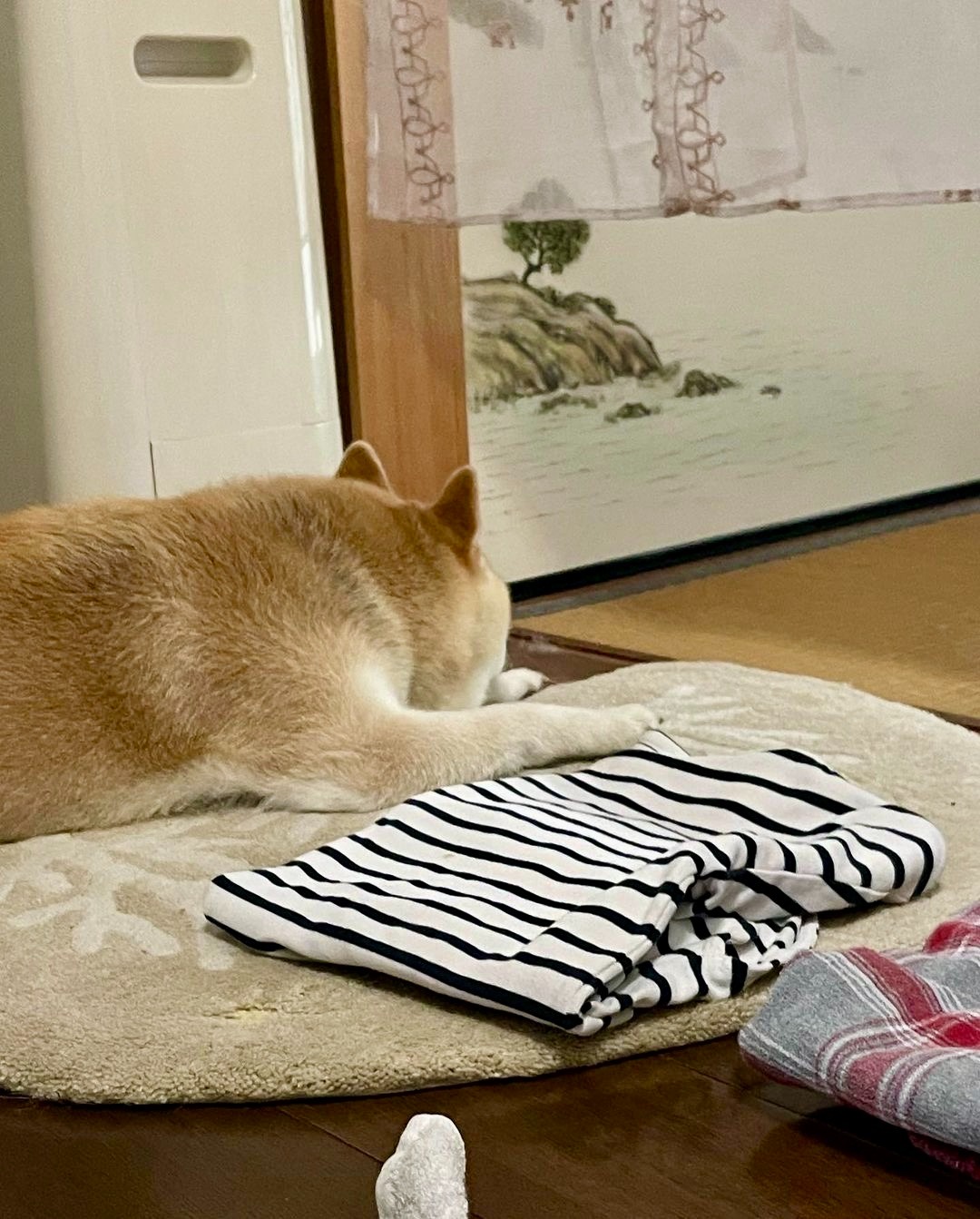 犬　ママの服の横で寝る