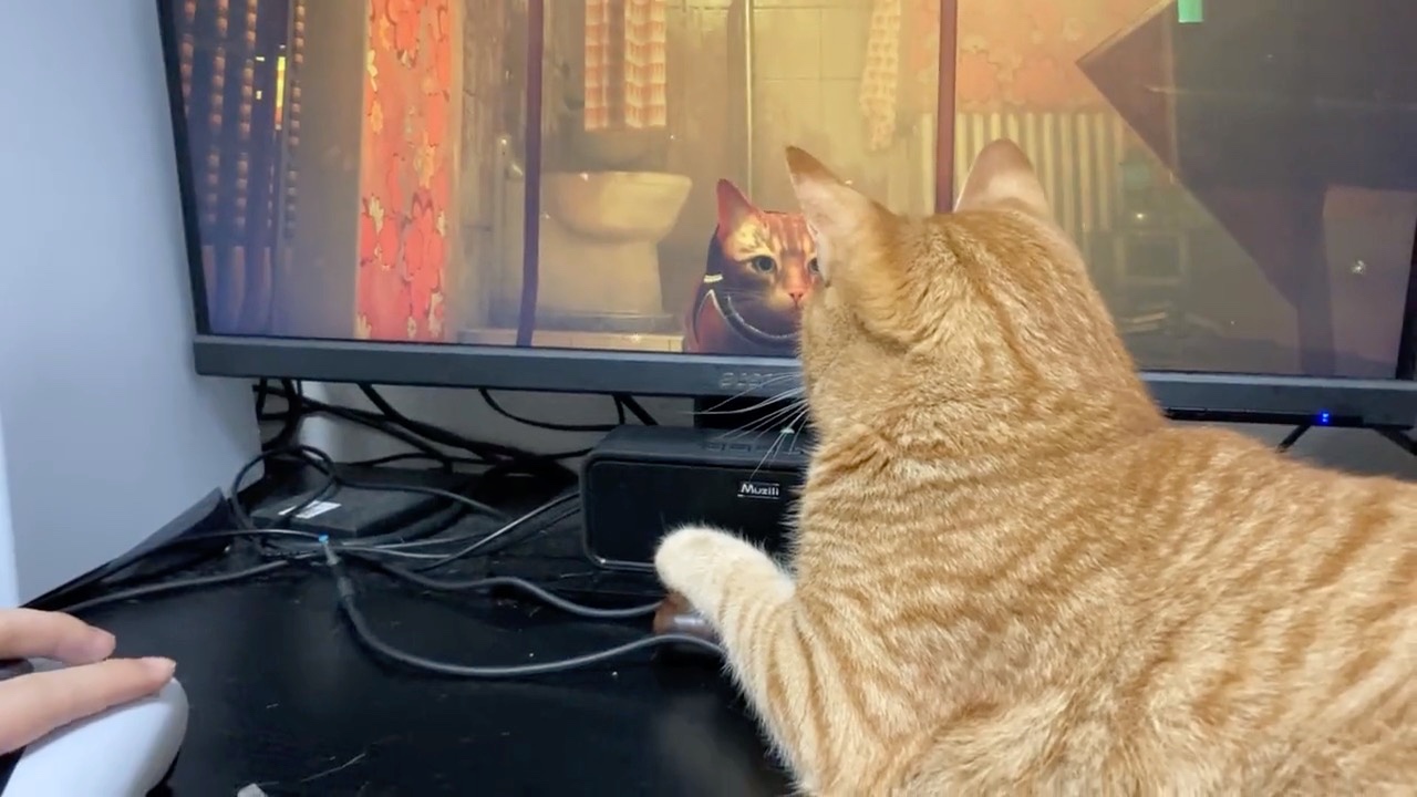 画面に映る猫を見つめる猫
