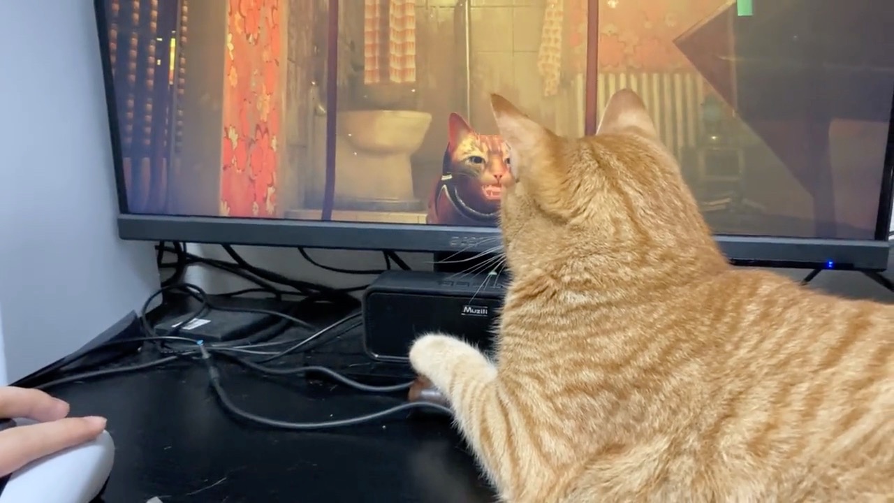 画面に映る猫を見つめる猫