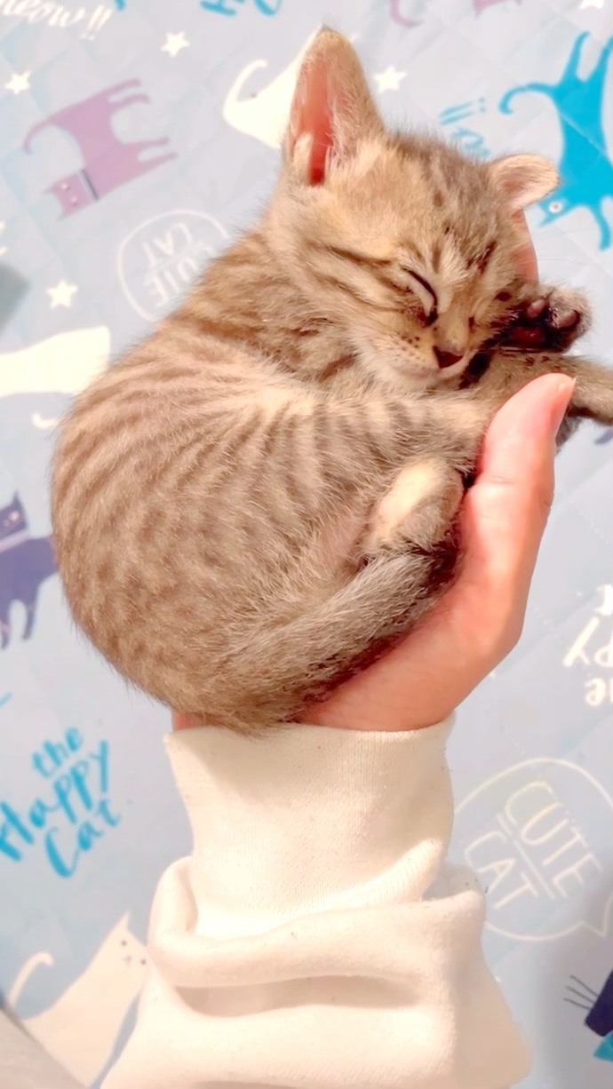 手のひらで寝ている子猫