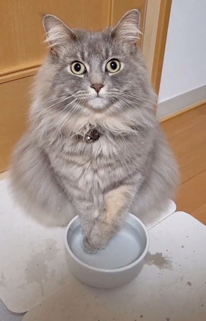 水に手を突っ込む猫