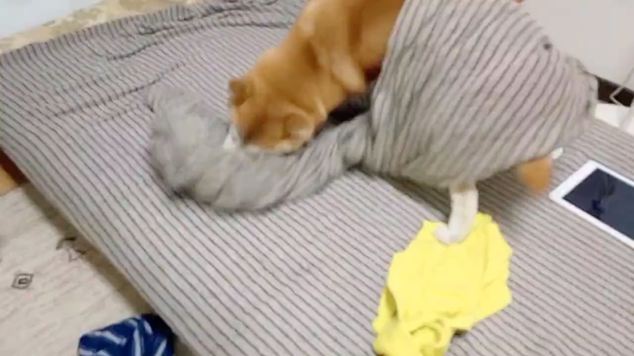 布団で遊ぶ犬
